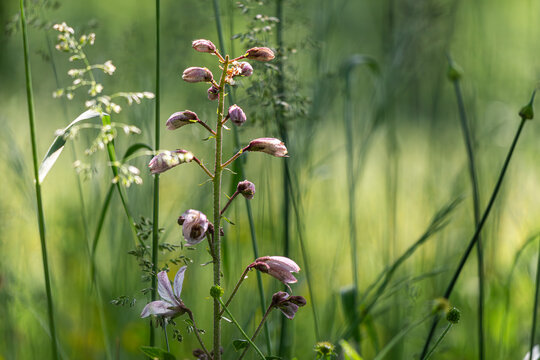 composizione di fiore di campo in ambiente naturale a primavera