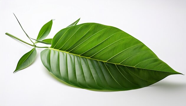 Detail Of Gum Elemi Leaves And Stems On White Background White Background Tropical Plants