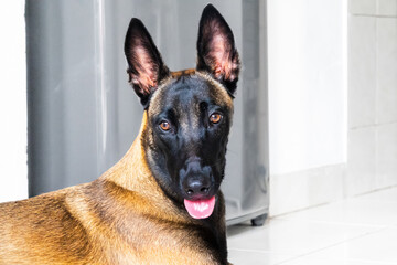 Malinois, Belgian Shepherd pet portrait.