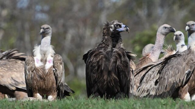 Black vulture Aegypius monachus, and Griffon vulture or Eurasian griffon Gyps fulvus in the wild. Slow motion. Close up.