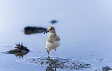 レンコン畑で餌を探すオジロトウネン 