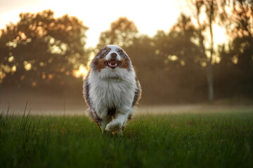 Australian Shepherd Hund rennt fr&ouml;hlich &uuml;ber eine gr&uuml;ne Wiese im Sonnenuntergang