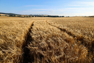 Barley growing in the sunshine in Scotland, UK