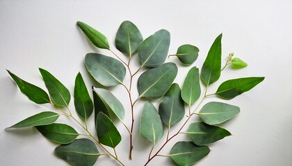 Fresh And Green Eucalyptus Leaves On Light Background For Natural And Organic Products Eco Friendly Designs And Wellness Themes
