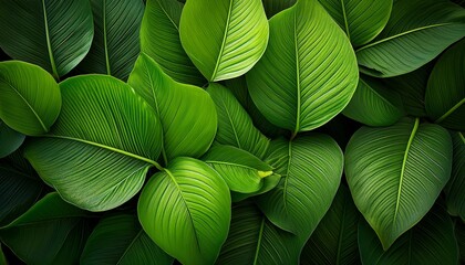 Close Up Of Lush Green Leaves With Prominent Veins Creating A Rich Texture In Nature