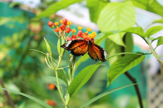Monarch Butterfly Feeding on Tropical Milkweed