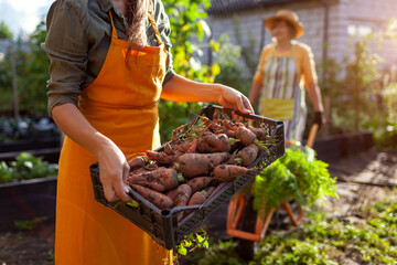 Carrot harvest. Farmer holding crate full of ripe organic carrots. Woman carrying vegetables in...