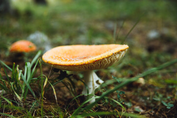 Autumn forest, mushrooms, fly agarics in the forest, forest landscape