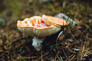 Autumn forest, mushrooms, fly agarics in the forest, forest landscape