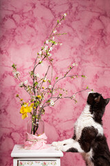 gatto curioso annusa vado di fiori