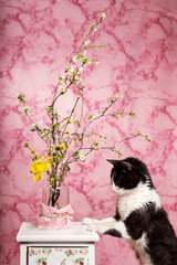 gatto curioso annusa vado di fiori