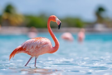 Graceful flamingo in tropical waters