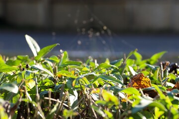 A hedge with green leaves, dry autumn leaves, and cobwebs in the sunlight—a natural texture for seasonal design, packaging, postcards, eco-friendly branding, and backgrounds for quotes.
