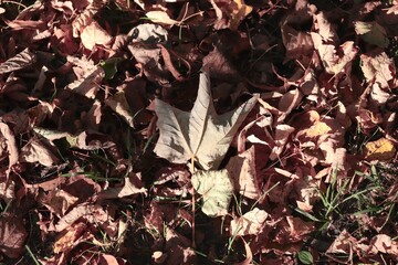 Autumn leaves on the ground with soft sunlight—a natural texture for seasonal design, packaging, postcards, nature blogs, eco-friendly branding, and quote backgrounds.