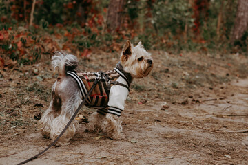Cute Yorkshire Terrier dog wearing a stylish plaid jacket and harness outdoors in autumn forest. Fashionable pet portrait, trendy lifestyle concept with small dog in warm clothes, cozy fall vibes.