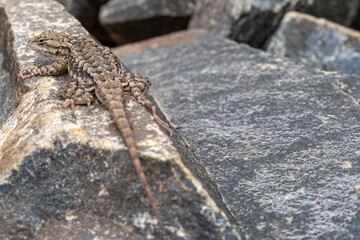 Western Fence Lizard side view