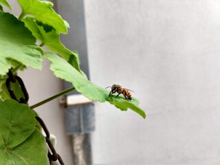 Bee
