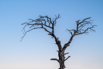 Dead ancient tree under twilight blue sky. Old dry tree silhouette against twilight sky. Withered tree in blue dusk light.