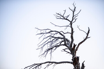 Dead ancient tree under twilight blue sky. Old dry tree silhouette against twilight sky. Withered tree in blue dusk light.