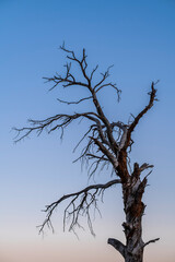 Dead ancient tree under twilight blue sky. Old dry tree silhouette against twilight sky. Withered tree in blue dusk light.