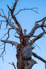 Dead ancient tree under twilight blue sky. Old dry tree silhouette against twilight sky. Withered tree in blue dusk light.