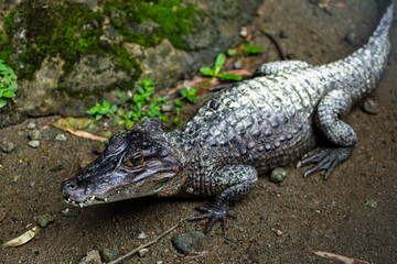 Cocodrilo de anteojos