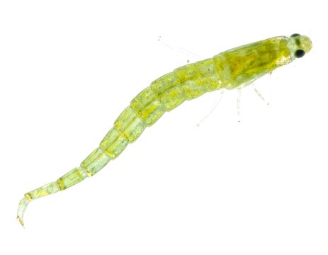 Microscopic aquatic insect