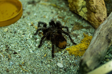 Tarántula