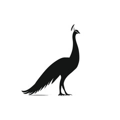 Fototapeta premium Elegant black peacock silhouette vector art, majestic bird with ornate tail feathers, isolated on white background for design.