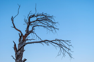 Dead ancient tree under twilight blue sky. Old dry tree silhouette against twilight sky. Withered tree in blue dusk light.