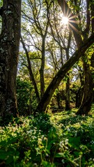 Sunlight streams through a dense forest floor blanketed in small white flowers