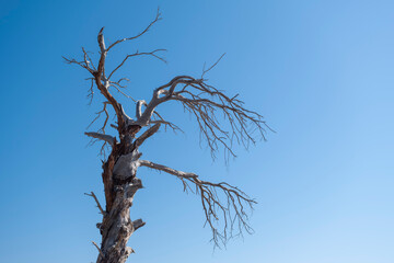 Withered Old Tree and Clear Blue Sky. Dry Tree Against Blue Sky. Barren Tree under Bright Blue Sky. 