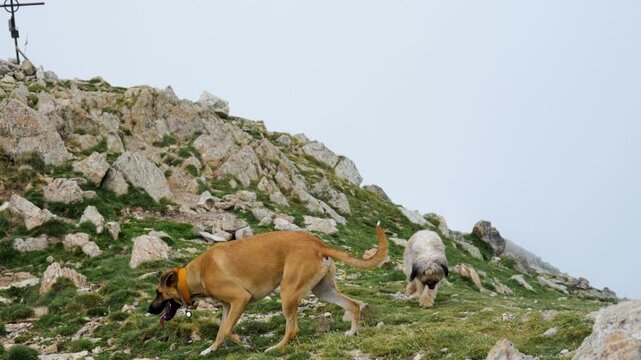 Perro en la cima de una monta&ntilde;a, un d&iacute;a con mucha niebla
