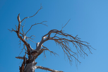 Withered Old Tree and Clear Blue Sky. Dry Tree Against Blue Sky. Barren Tree under Bright Blue Sky. 