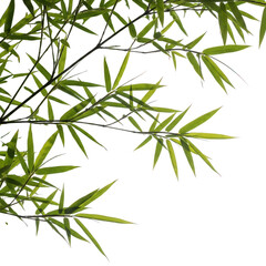 Bamboo Branches With Green Leaves In The Wind. Decorative Foliage, Zen-Like Ambiance. High Resolution Isolated on Transparent Background