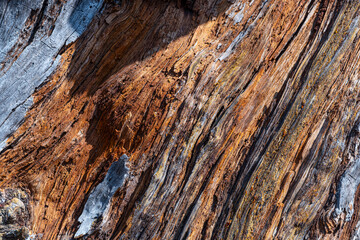 Dry tree trunk texture detail. Close up of weathered tree bark. Old dry tree bark background.