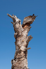 Withered Old Tree and Clear Blue Sky. Dry Tree Against Blue Sky. Barren Tree under Bright Blue Sky. 