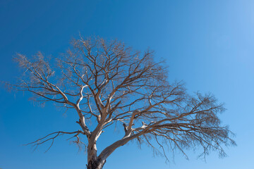 Withered Old Tree and Clear Blue Sky. Dry Tree Against Blue Sky. Barren Tree under Bright Blue Sky. 
