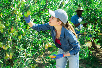Portrait of focused young female farmer working in orchard, picking fresh ripe pears. Summer harvest time..