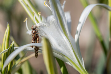 Fototapeta premium Macro shot of a grasshopper sitting on a white blossom. Close-up of grasshopper resting on white petals. Nature detail – Grasshopper on white bloom.