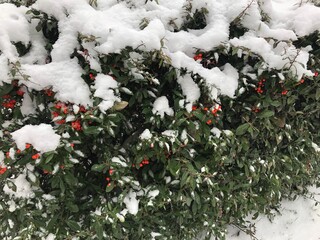 A natural winter scene showing a dense green bush or hedge while clusters of bright red berries covered in patches of white, fluffy snow.