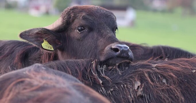 Young buffaloes graze in a meadow behind an enclosure in Switzerland.