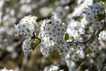 Blooming white flower in springtime.