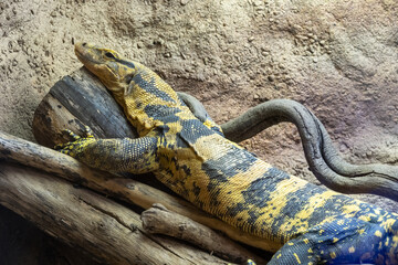 Black and yellow Varanus cumingi or yellow-headed water monitor resting on logs, close up