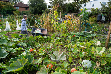 Autumn Gardening in a Lush Urban Allotment