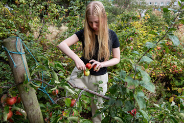 Young Person Picking Apple in Autumn in UK Allotment