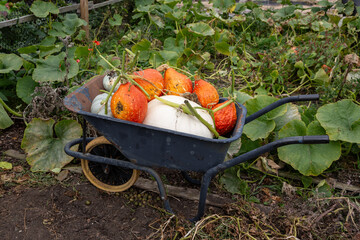 Wheelbarrow Filled with Autumn Pumpkins