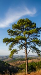 Obraz premium Scenic Pine Tree Overlooking Hills.