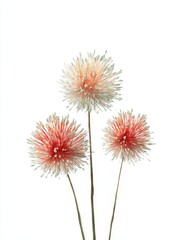 Obraz premium Three delicate flowers with fluffy white and pink pom-pom-like blooms on slender green stems against a white background.