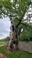 wall oak in hornoldendorf near detmold